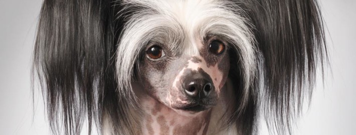 Chinese Crested Dog is looking back straight to the camera