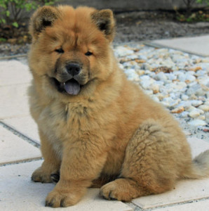 Chow Chow is s behave