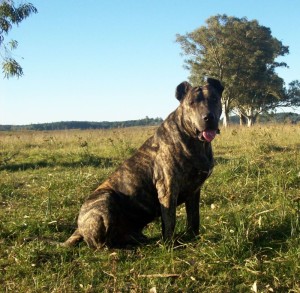 Cimarrón Uruguayo is enjoying the sunset