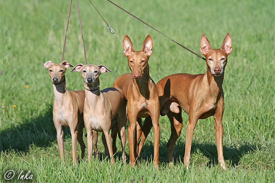 Cirneco dell’Etna they want to run - Pet Paw