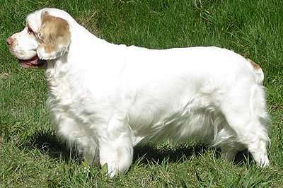 Clumber Spaniel is so healthy - Pet Paw