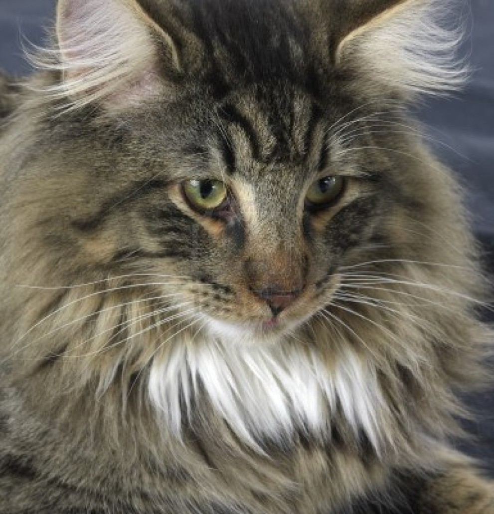 Norwegian Forest Cat Information, Health, Pictures & Training Pet Paw