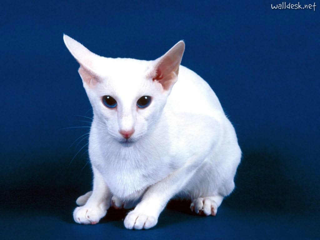 Oriental Shorthair - Information, Health, Pictures & Training Pet Paw