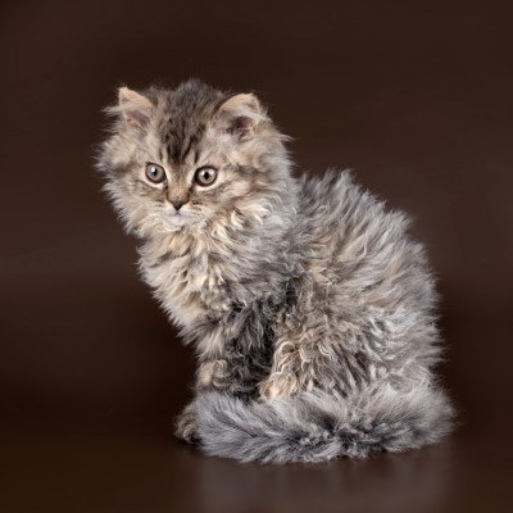 Selkirk Rex - Information, Health, Pictures & Training Pet Paw