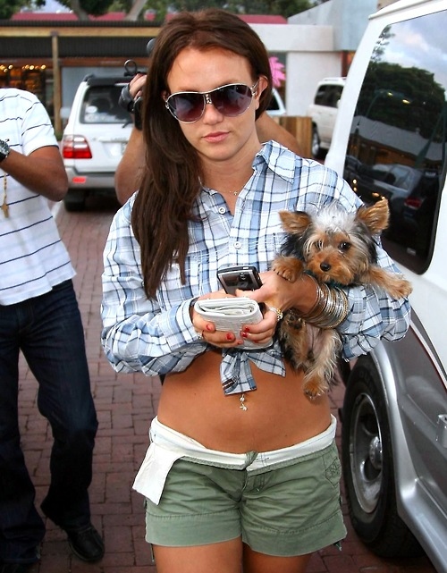 Britney Spears Teacup Yorkshire Terrier