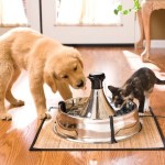 Cats vs Dogs - Which is The Ideal Pet