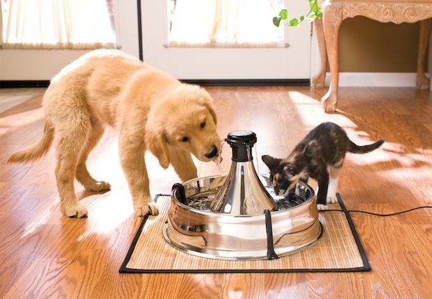 Cats vs Dogs - Which is The Ideal Pet