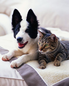 Cats vs Dogs - Which is The Ideal Pet