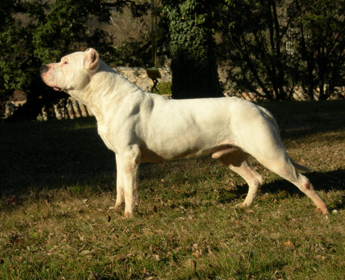 Cordoba Fighting Dog is just stretching