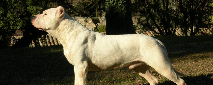 Cordoba Fighting Dog is just stretching