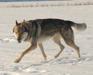 Czechoslovakian Wolfdog is hunting something