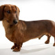 Dachshund is looking back