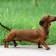 Dachshund is walking like a free dog