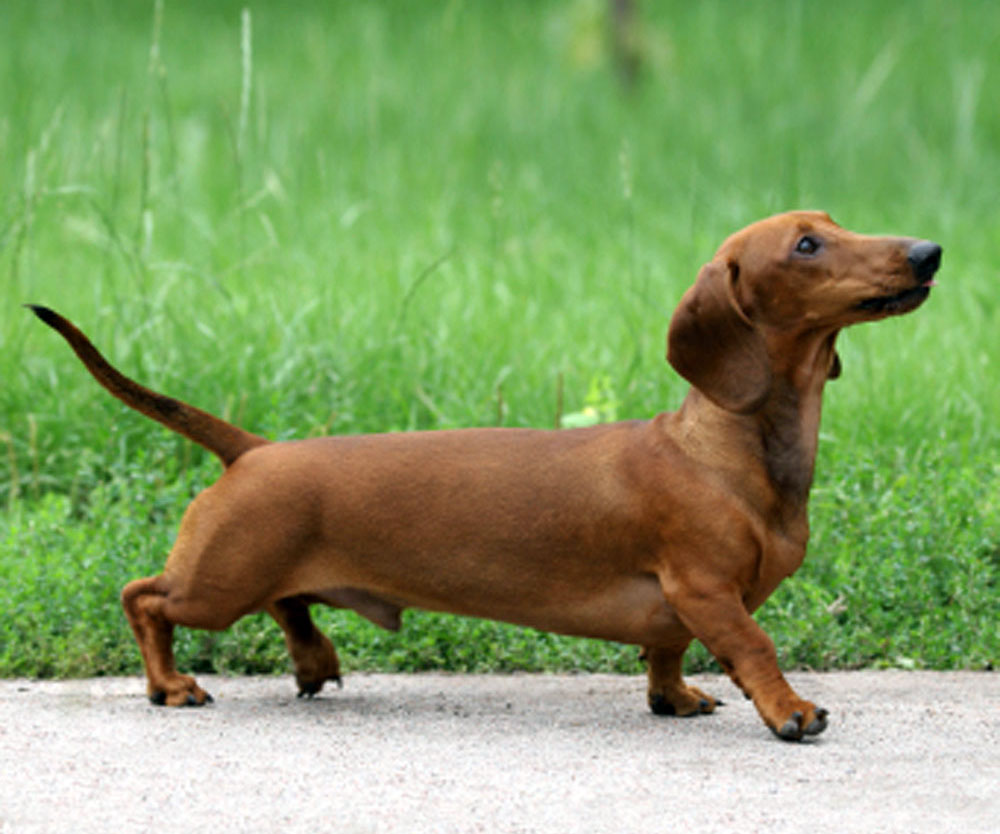 Dachshund Information, Health, Pictures & Training Pet Paw