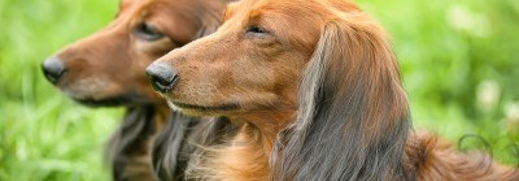 Dachshund enjoying the fresh air