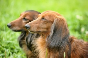 Dachshund enjoying the fresh air