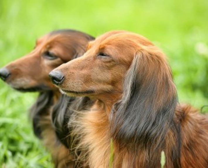 Dachshund enjoying the fresh air