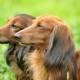 Dachshund enjoying the fresh air