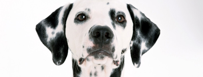 Dalmatian is staring straight to the camera