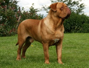 Dogue de Bordeaux is running on the field