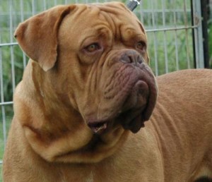 Dogue de Bordeaux