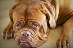 Dogue de Bordeaux is feeling sad
