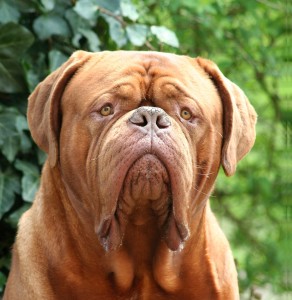 Dogue de Bordeaux is looking for his house