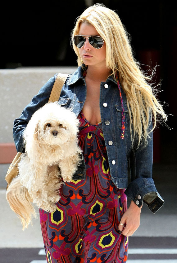 Jessica Simpson Maltese Mross Poodle