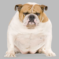 Overweight Dogs – How to Manage Dogs Health