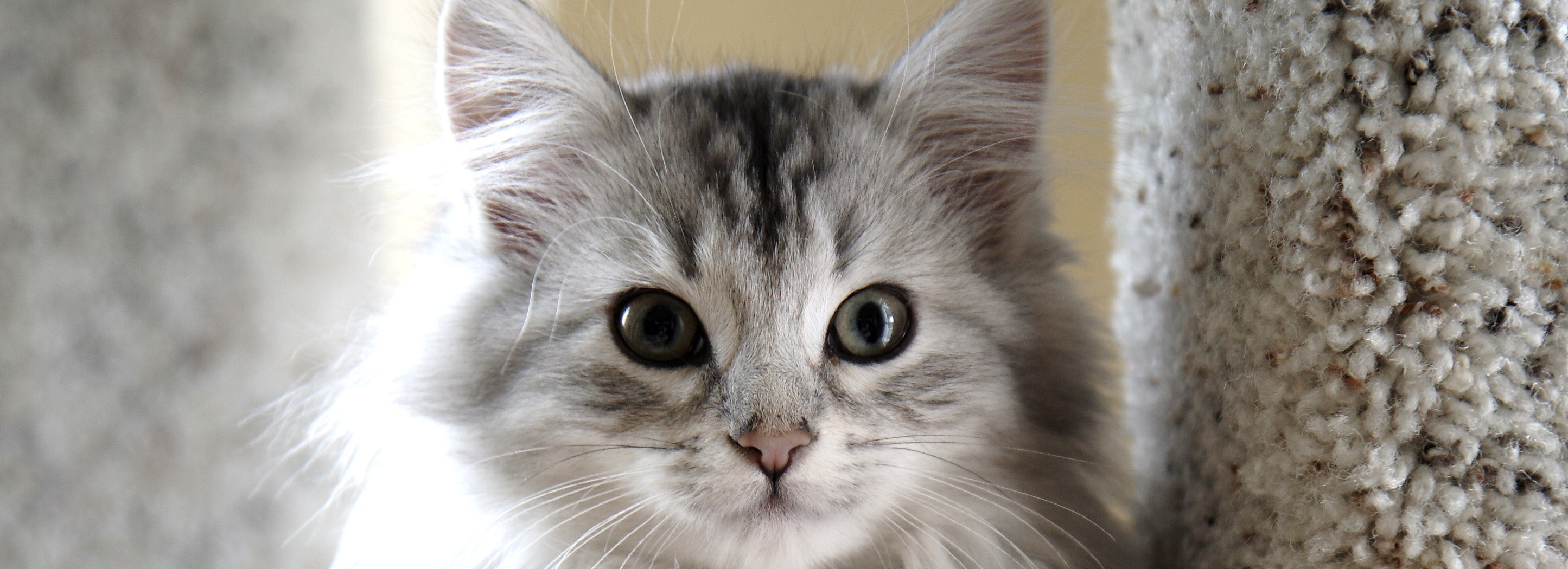 Siberian cat breed