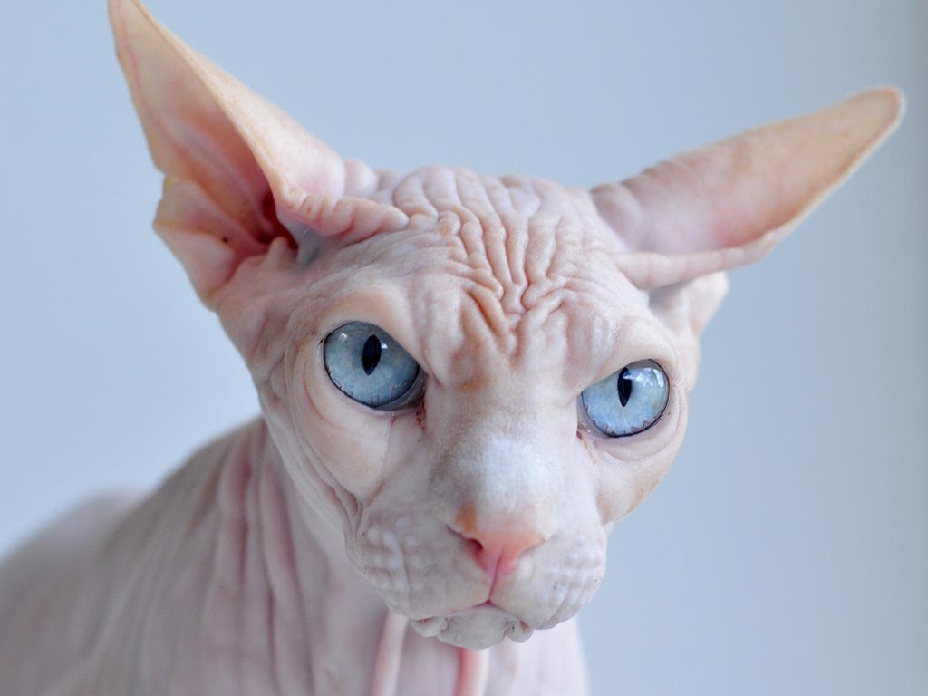 Sphynx Information Health Pictures Training Pet Paw