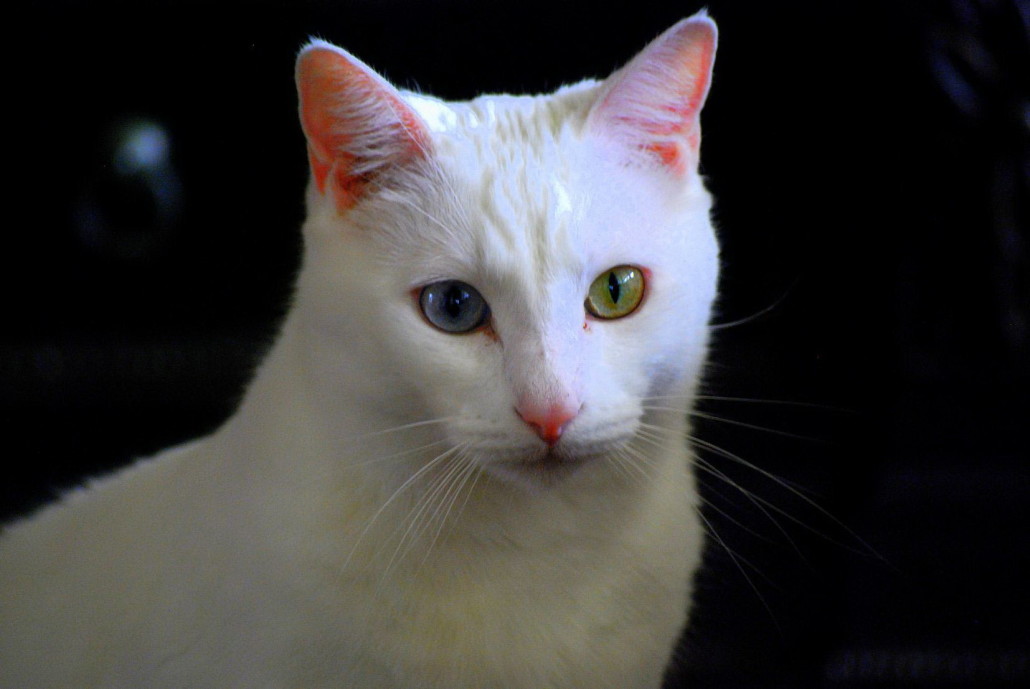 Turkish Angora Information Health Pictures Training 