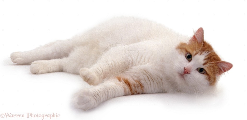 Turkish Van Information Health Pictures Training Pet Paw