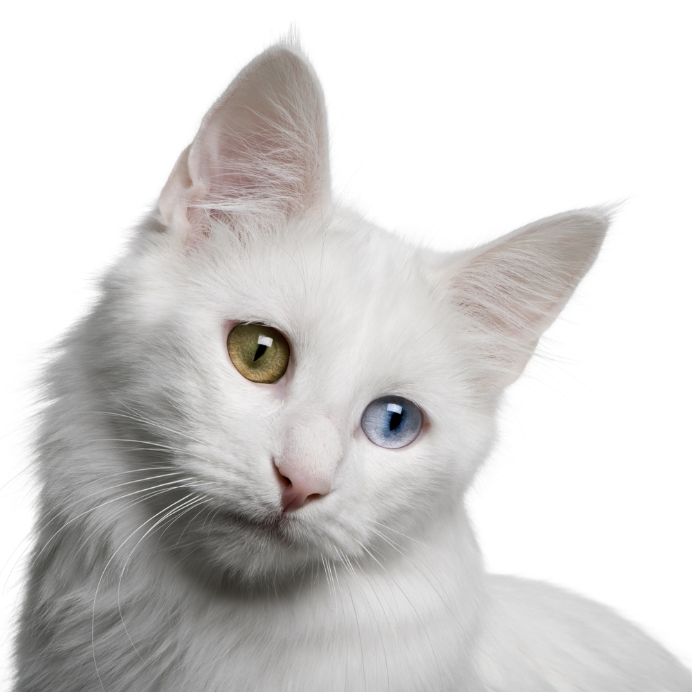 Turkish Angora - Information, Health, Pictures & Training Pet Paw