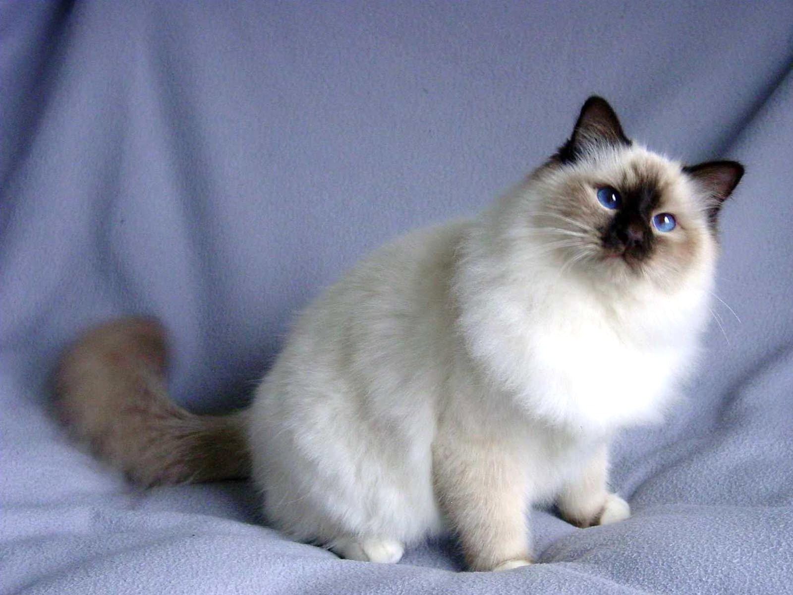 Fat Snowshoe Cat Pet Paw