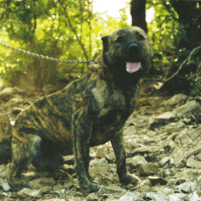 Dogo Sardesco Dog Breed