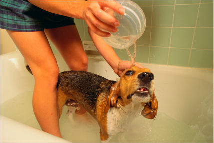 dog bathing