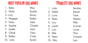 Some Ideas for Naming Your Dog