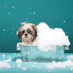how to bath your dog