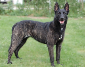 Dutch Shepherd Dog Breed