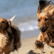 Dogs running on beach
