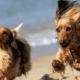 Dogs running on beach