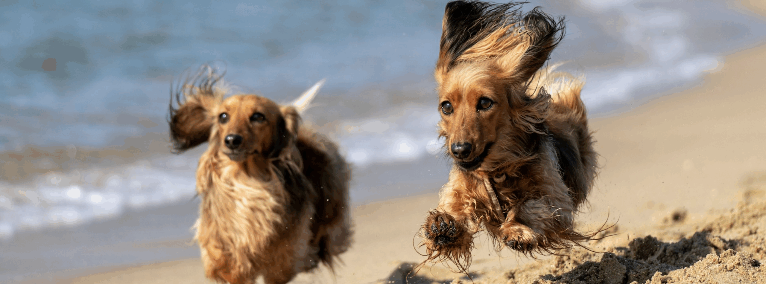 Dogs running on beach