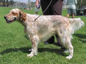 English Setter Dog Breed