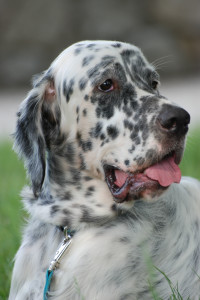 English Setter is so happy to be in the field