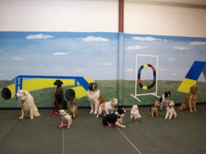 What to look for when choosing Dog School