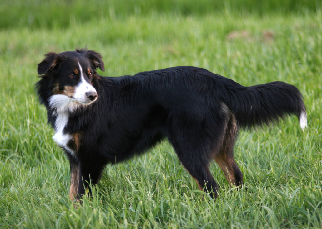 english shepherd breed guide - learn about the english