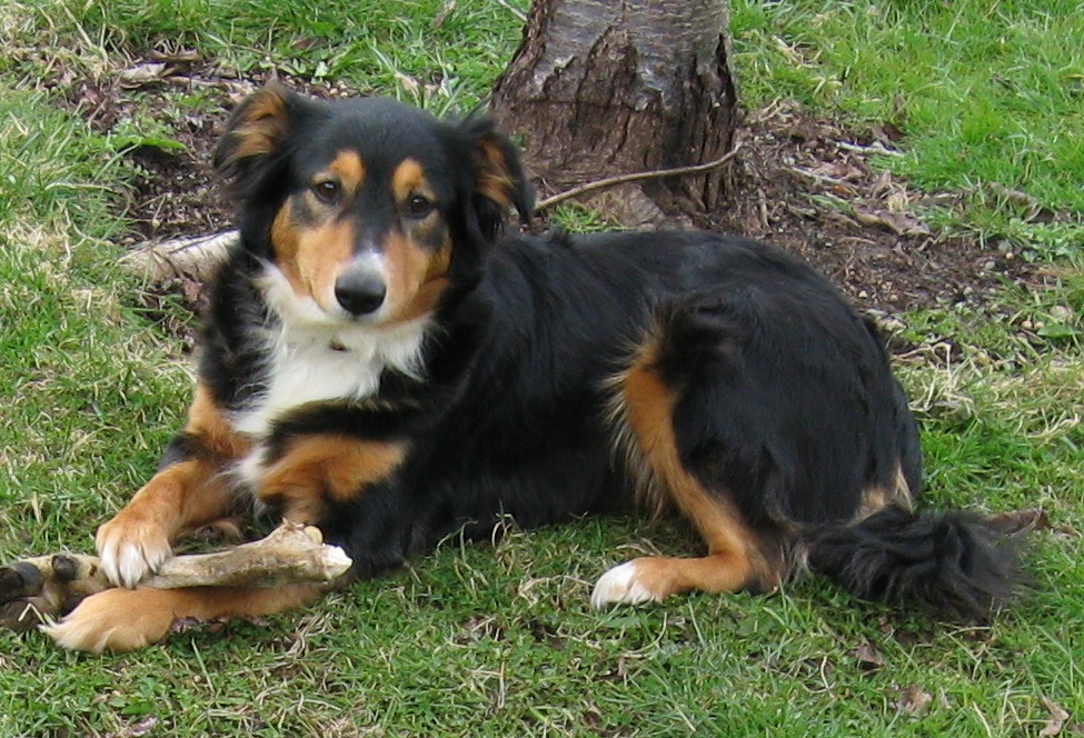 English Shepherd Breed Guide - Learn about the English 