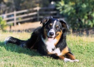English Sheperd Dogs is resting under the sun