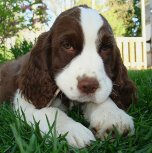 English Springer Spaniel is enjoying the ground